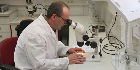 Die Borkenk&auml;fer-Z&auml;hler (Foto: H. Spro&szlig;mann)