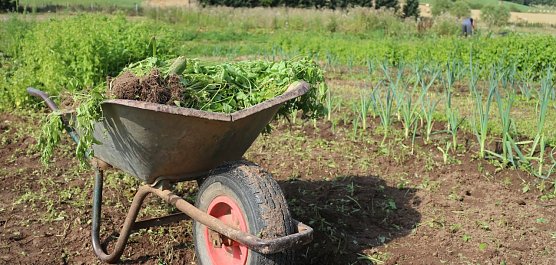 Ein Besuch beim ökologischen Gartenbau in Salza (Foto: Angelo Glashagel) Ein Besuch beim ökologischen Gartenbau in Salza (Foto: Angelo Glashagel)