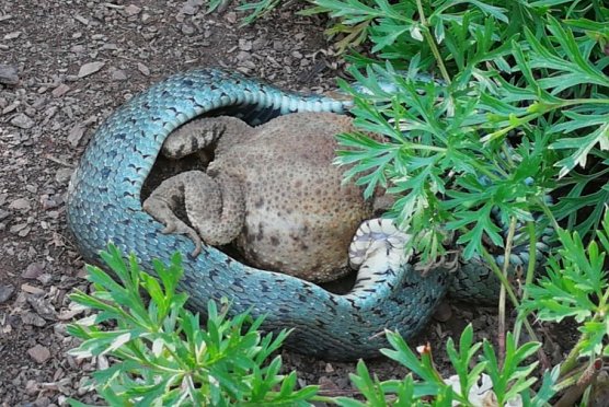 Naturschauspiel (Foto: Susanne W.)