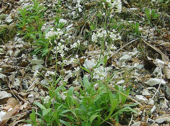 Alpen-G&auml;sekresse (Foto: B. Schwarzberg)