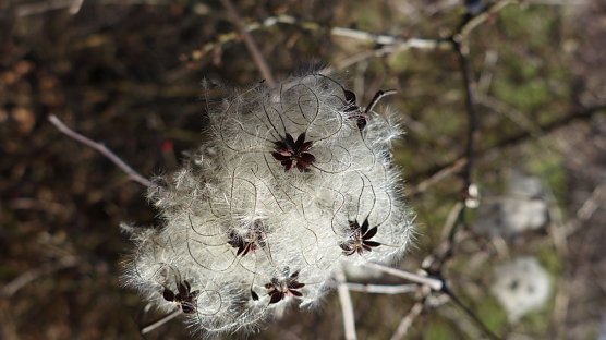 Fr&uuml;chte der Gemeinen Waldrebe (Foto: Kathleen Prinz)