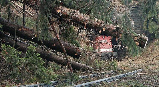 Umgest&uuml;rzte B&auml;ume direkt vor der Tunnelausfahrt am Thumkuhlenkopf (Foto: hsb)