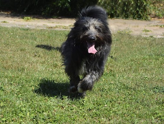 Tier der Woche: Sammy (Foto: Tierheim Nordhausen) Tier der Woche: Sammy (Foto: Tierheim Nordhausen)