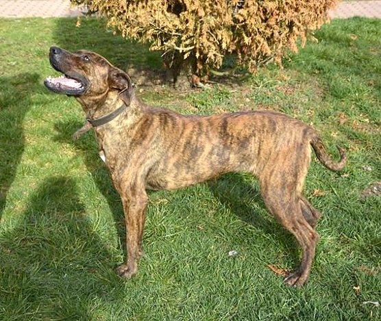 Tierheim (Foto: Tierheim) Tierheim (Foto: Tierheim)