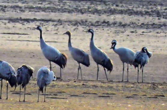 Kraniche (Foto: Peter Blei) Kraniche (Foto: Peter Blei)