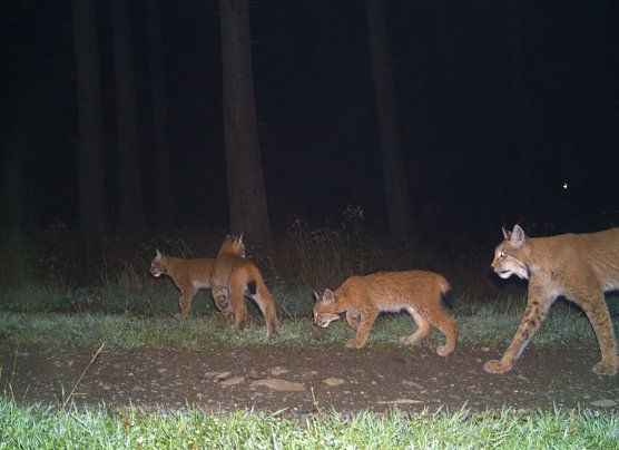 S&uuml;dharzer Luchse mit Nachwuchs (Foto: BUND/ Universit&auml;t G&ouml;ttingen)
