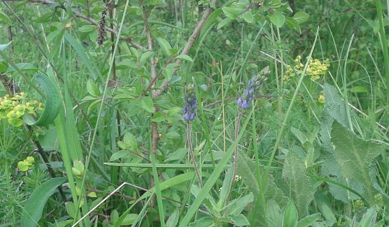 blauweiderich (Foto: Bodo Schwarzberg)
