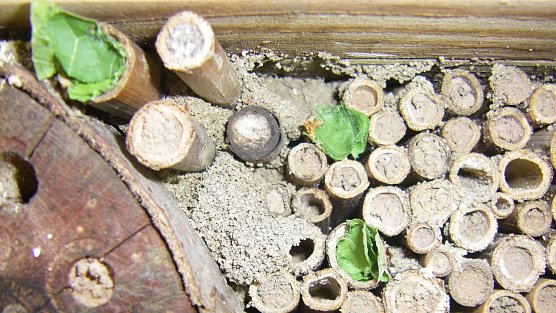 Bienenhotel (Foto: Wilhelm Roth)