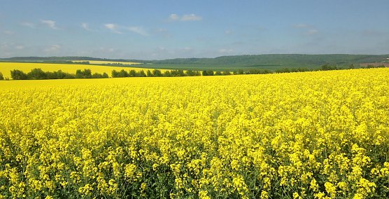 Goldene Aue (Foto: Sylvia Hartung) Goldene Aue (Foto: Sylvia Hartung)