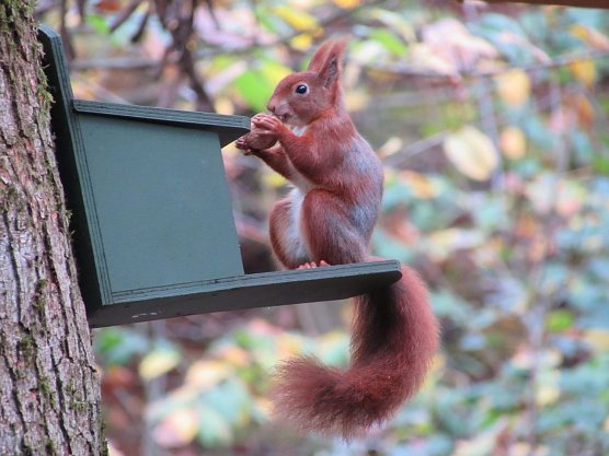 Ilfelder Wanderf&uuml;hrer spenden f&uuml;r Wildtiere (Foto: Lydia Schubert)
