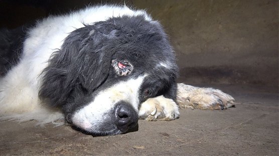 Tierschutzorganisation erhebt Vorw&uuml;rfe gegen Hundez&uuml;chterin aus Bleicherode (Foto: PETA Deutschland e.V.)