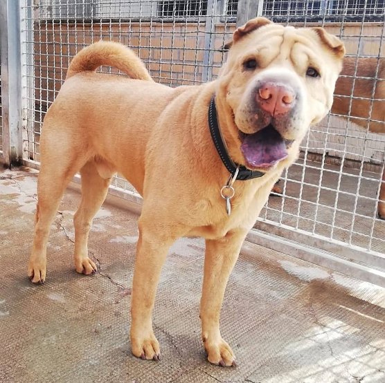 Tier der Woche: Hannibal (Foto: Tierheim Nordhausen)