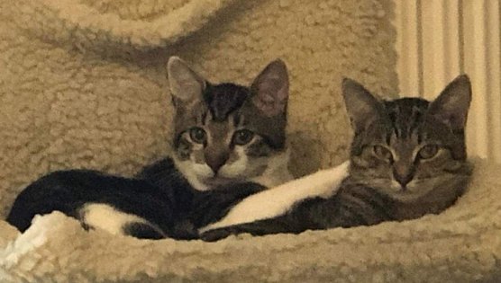 Tiere der Woche: Kurti und Kiwi (Foto: Tierheim Nordhausen)