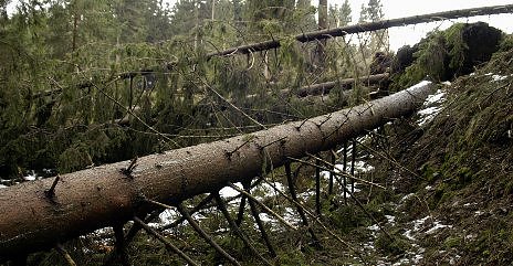 Orkan-Folgen (Foto: Wiethoff)