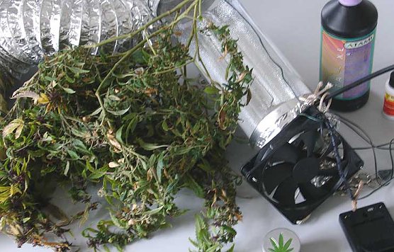 Angebaut: Marihuana-Pflanzen (Foto: pol)