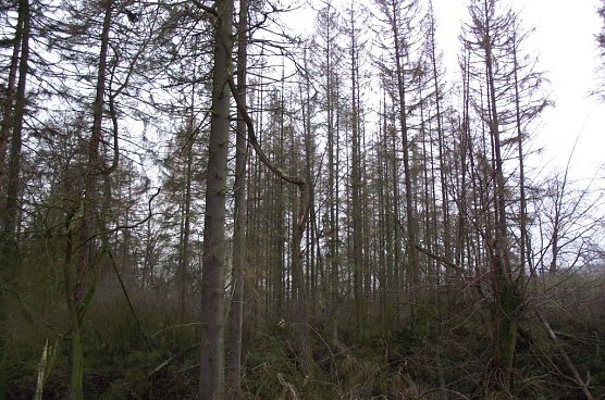 Wald g&uuml;nzerode (Foto: Kurt Frank)