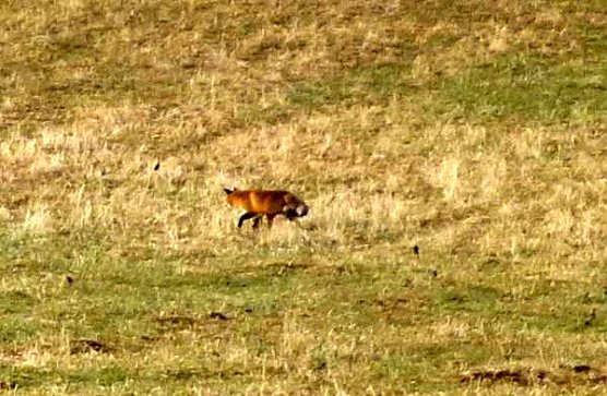 Fuchs auf der Jagd (Foto: J. Hankel)