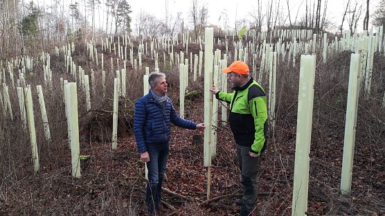1.300 B&auml;ume neu angepflanzt (Foto: Gemeinde Hohenstein)