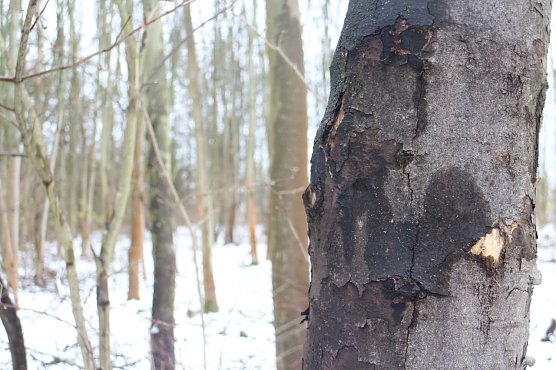 Pilzbefall im "Wilden H&ouml;lzchen" wird bek&auml;mpft (Foto: Angelo Glashagel)