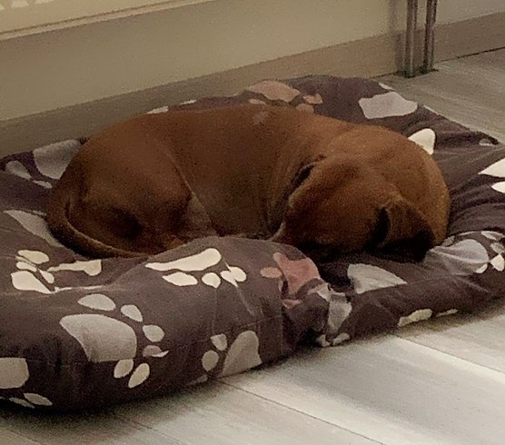 Dackel Eddy ruht sich nach seinem "Ausflug" erst einmal aus (Foto: S. Dietzel)