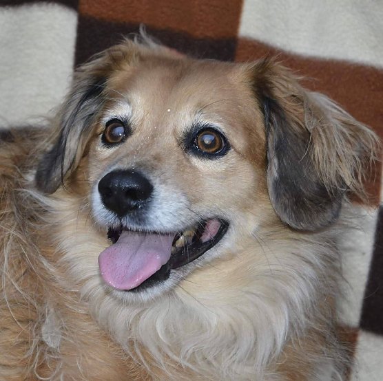 Tier der Woche: Karli (Foto: Tierheim Nordhausen) Tier der Woche: Karli (Foto: Tierheim Nordhausen)