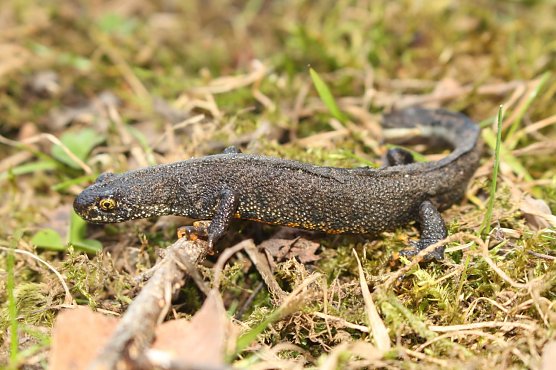 Kammmolche und Geburtshelferkr&ouml;ten sind Zielarten der Ma&szlig;nahmen im Teichtal bei Hainrode (Foto: Landschaftspflegeverband S&uuml;dharz/Kyffh&auml;user)