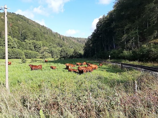 Harzer Rotvieh auf einer Projektfl&auml;che im S&uuml;dharz (Foto: Landschaftspflegeverband S&uuml;dharz/Kyffh&auml;user)