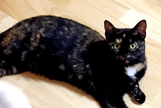 Kitty sucht ein neues zu Hause (Foto: Tierschutz Nordhausen) Kitty sucht ein neues zu Hause (Foto: Tierschutz Nordhausen)