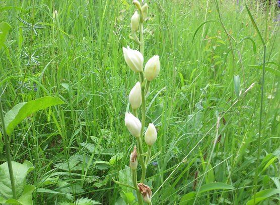 Landschaftspflege (Foto: S.Schulze) Landschaftspflege (Foto: S.Schulze)