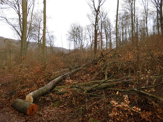 Was ist los im Wald? (Foto: Manfred Kappler)