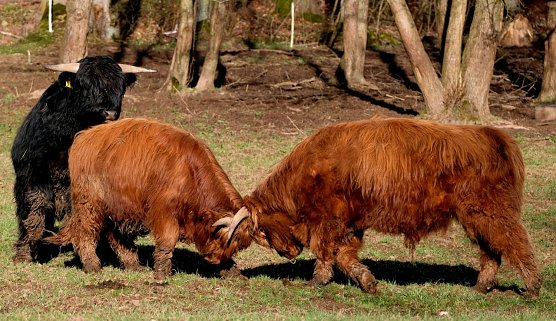 Frühlingsgefühle in Neustadt (Foto: Peter Blei) Frühlingsgefühle in Neustadt (Foto: Peter Blei)