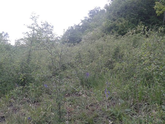 Werden extensiv beweidete Fl&auml;chen nicht optimal nachgepflegt, kann die eigentlich zu verdr&auml;ngende Verbuschung noch zunehmen. Auf dieser Weidefl&auml;che im NSG R&uuml;digsdorfer Schweiz befand sich bis etwa 2010 ein Vorkommen des Purpur-Knabenkrauts (Orchis purpurea), welches von der immer st&auml;rker aufkommenden Schlehe verdr&auml;ngt wurde. (Foto: Bodo Schwarzberg)