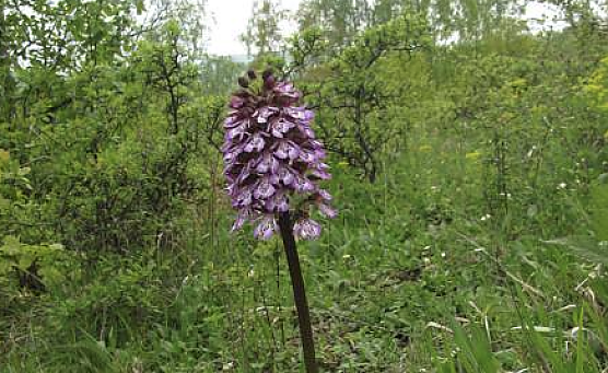 Das Purpur-Knabenkraut (Orchis purpurea) an derselben Stelle am 19. Mai 2010. (Foto: Bodo Schwarzberg)