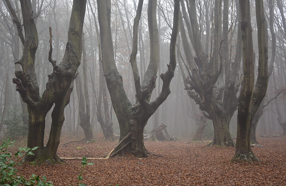 Mystische Momente im Wald (Foto: NABU/Dieter Paulus)