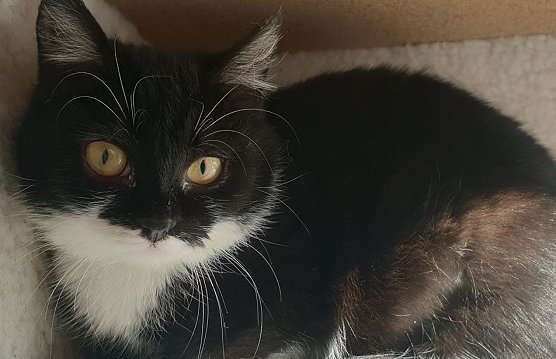 Britney (Foto: THNDH)