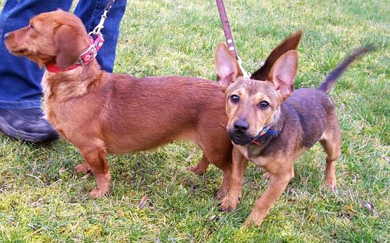 Bernhard und Bianca (Foto: Tierheim)