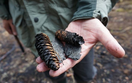 Waldbr&auml;nde f&uuml;hren zu einem hohen wirtschaftlichen, vor allem aber &ouml;kologischen Schaden � insbesondere f&uuml;r die Flora und gering mobile Tierarten.  (Foto: Daniela Tr&ouml;ger)