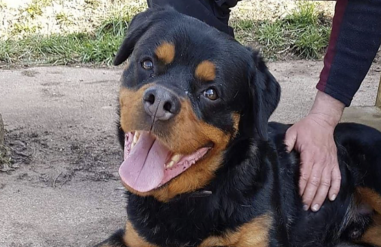 Tier der Woche: Admiral (Foto: Tierheim Nordhausen)