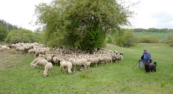 Schafherde (Foto: Thomas Stephan)