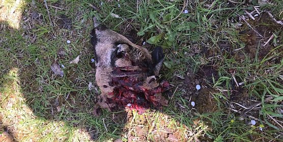 K&ouml;pfe abgetrennt (Foto: privat)