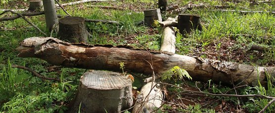 Wie steht es um die Wälder? (Foto: Angelo Glashagel) Wie steht es um die Wälder? (Foto: Angelo Glashagel)
