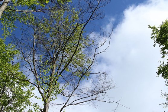 Oben noch gr&uuml;n, unten schon trocken: eine totgeweihte Buche auf der Hainleite (Foto: Angelo Glashagel)