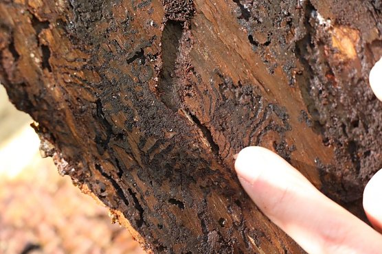 Die Gänge des Borkenkäfers sind unter der Rinde deutlich zu erkennen (Foto: Angelo Glashagel) Die Gänge des Borkenkäfers sind unter der Rinde deutlich zu erkennen (Foto: Angelo Glashagel)