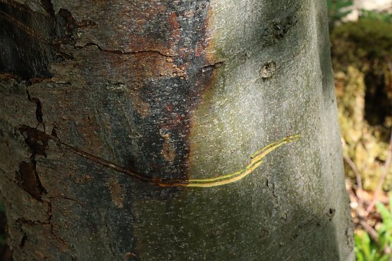 Rechts noch grün und saftig, links bereits braun und ausgetrocknet (Foto: Angelo Glashagel) Rechts noch grün und saftig, links bereits braun und ausgetrocknet (Foto: Angelo Glashagel)