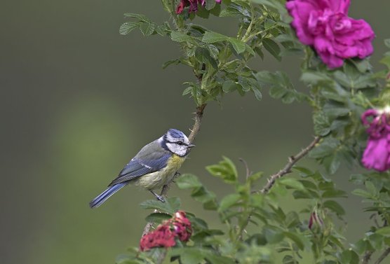 Blaumeise (Foto: NABU/Frank Hecker) Blaumeise (Foto: NABU/Frank Hecker)