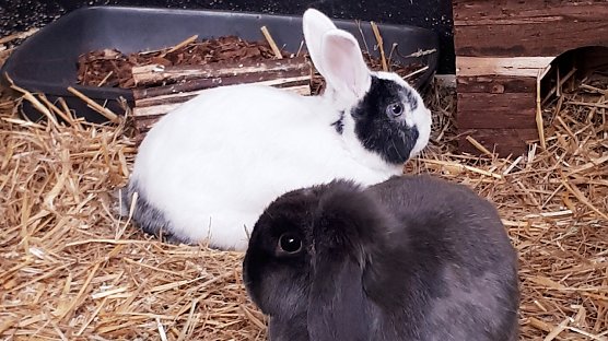 Vermittlungstiere (Foto: Tierschutz Nordhausen) Vermittlungstiere (Foto: Tierschutz Nordhausen)