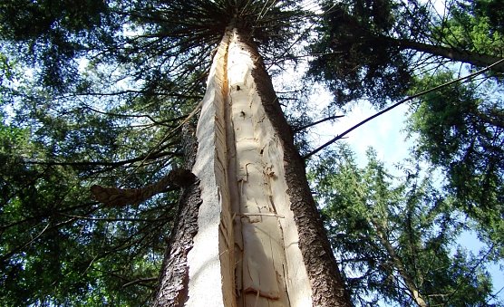 Blitzschlag im Wald (Foto: ThüringenForst) Blitzschlag im Wald (Foto: ThüringenForst)