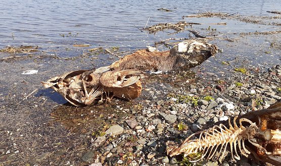 Tote Karpfen am Stausee Kelbra im April  (Foto: F.Gabriel)
