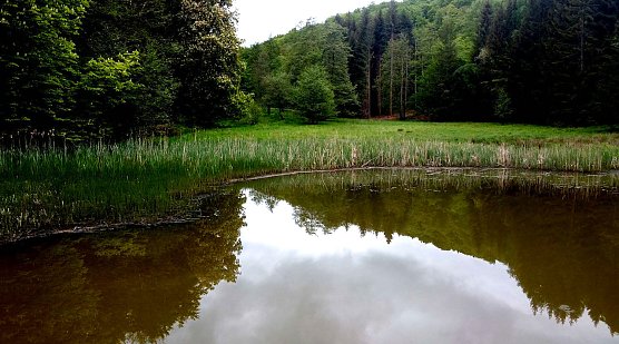 Hardteich (Foto: P.Blei) Hardteich (Foto: P.Blei)