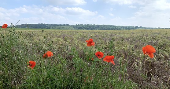 Windl&uuml;cke Nordhausen (Foto: oas)